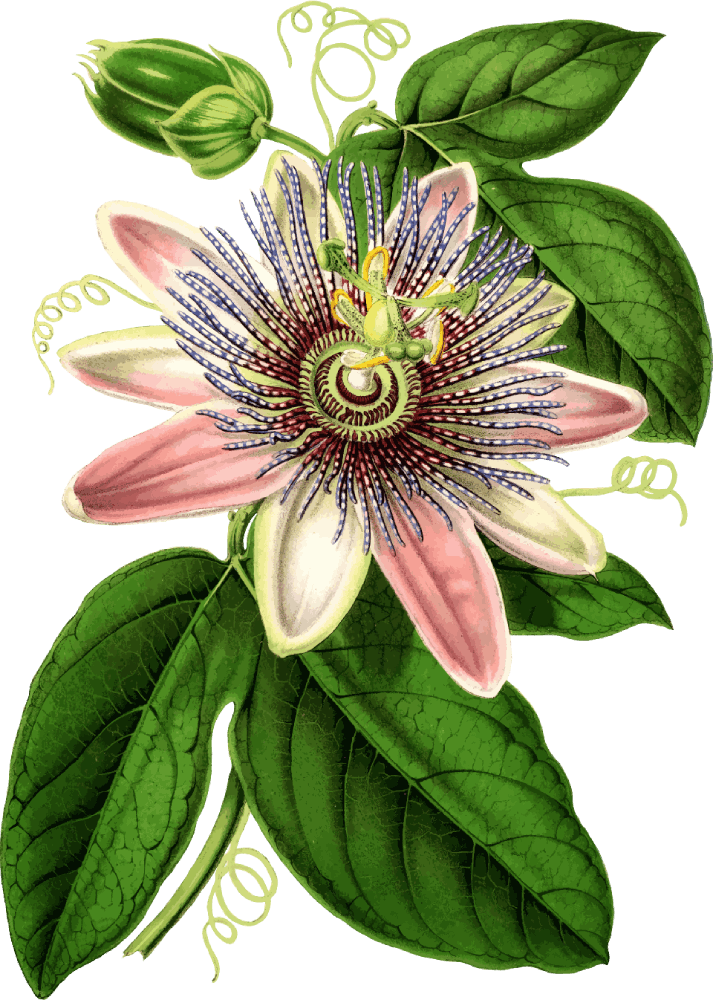 illustration of passion flower